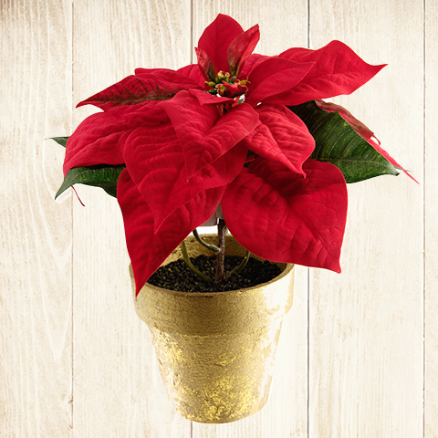 6 Inch Poinsettias